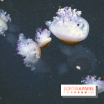 Aquarium de Paris Décembre 2016