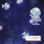 Aquarium de Paris Décembre 2016