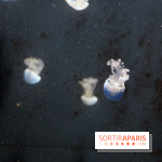 Aquarium de Paris Décembre 2016