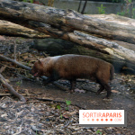 Zoo de Vincennes, Parc Zoologique de Paris 2017