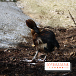 Zoo de Vincennes, Parc Zoologique de Paris 2017