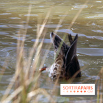 Zoo de Vincennes, Parc Zoologique de Paris 2017