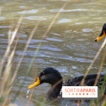 Zoo de Vincennes, Parc Zoologique de Paris 2017
