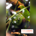 Zoo de Vincennes, Parc Zoologique de Paris 2017