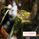 Zoo de Vincennes, Parc Zoologique de Paris 2017