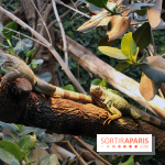 Zoo de Vincennes, Parc Zoologique de Paris 2017