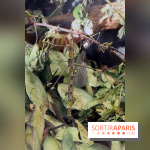 Zoo de Vincennes, Parc Zoologique de Paris 2017