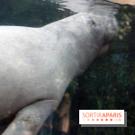 Zoo de Vincennes, Parc Zoologique de Paris 2017