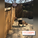 Parc Astérix 2017, ferme des animaux au village Gaulois