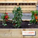 Le Papa Cabane : nouvelle terrasse estivale à Paris