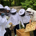 Ateliers d'initiation à l'apiculture durable aux Ruches Villette