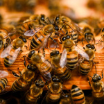 Ateliers d'initiation à l'apiculture durable aux Ruches Villette