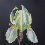 Des iris pour IRIS, l’exposition de Marc Beaulieux à la galerie Popy Arvani