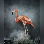 Australia Now 2021 : Phœnix, Rise from the Ashes, l'exposition de Vee Speers à la galerie XII