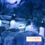 Les Manchots de l'Aquarium Sea Life