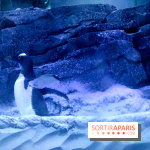 Les Manchots de l'Aquarium Sea Life