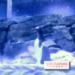 Les Manchots de l'Aquarium Sea Life