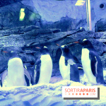 Les Manchots de l'Aquarium Sea Life