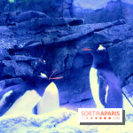 Les Manchots de l'Aquarium Sea Life