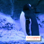 Les Manchots de l'Aquarium Sea Life