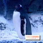 Les Manchots de l'Aquarium Sea Life