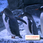 Les Manchots de l'Aquarium Sea Life