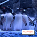 Les Manchots de l'Aquarium Sea Life