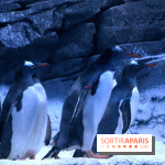 Les Manchots de l'Aquarium Sea Life