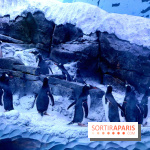 Les Manchots de l'Aquarium Sea Life