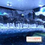 Les Manchots de l'Aquarium Sea Life