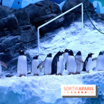 Les Manchots de l'Aquarium Sea Life