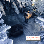 Noël 2017 à Vaux le Vicomte