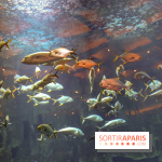 Les 60 ans de LEGO® à l'Aquarium de Paris