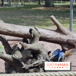 Zoo de Thoiry 2018 : les photos