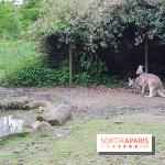 Zoo de Thoiry 2018 : les photos