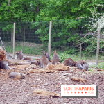 Zoo de Thoiry 2018 : les photos