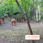 Zoo de Thoiry 2018 : les photos