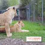 Zoo de Thoiry 2018 : les photos