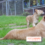 Zoo de Thoiry 2018 : les photos