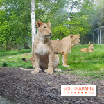 Zoo de Thoiry 2018 : les photos