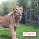 Zoo de Thoiry 2018 : les photos