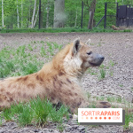 Zoo de Thoiry 2018 : les photos