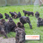 Zoo de Thoiry 2018 : les photos