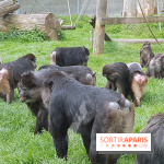 Zoo de Thoiry 2018 : les photos