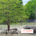 Thoiry 2018 - Safari