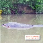 Thoiry 2018 - Safari