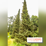 L'Arboretum de Versailles - Chevreloup