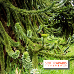 L'Arboretum de Versailles - Chevreloup