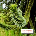 L'Arboretum de Versailles - Chevreloup