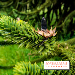 L'Arboretum de Versailles - Chevreloup